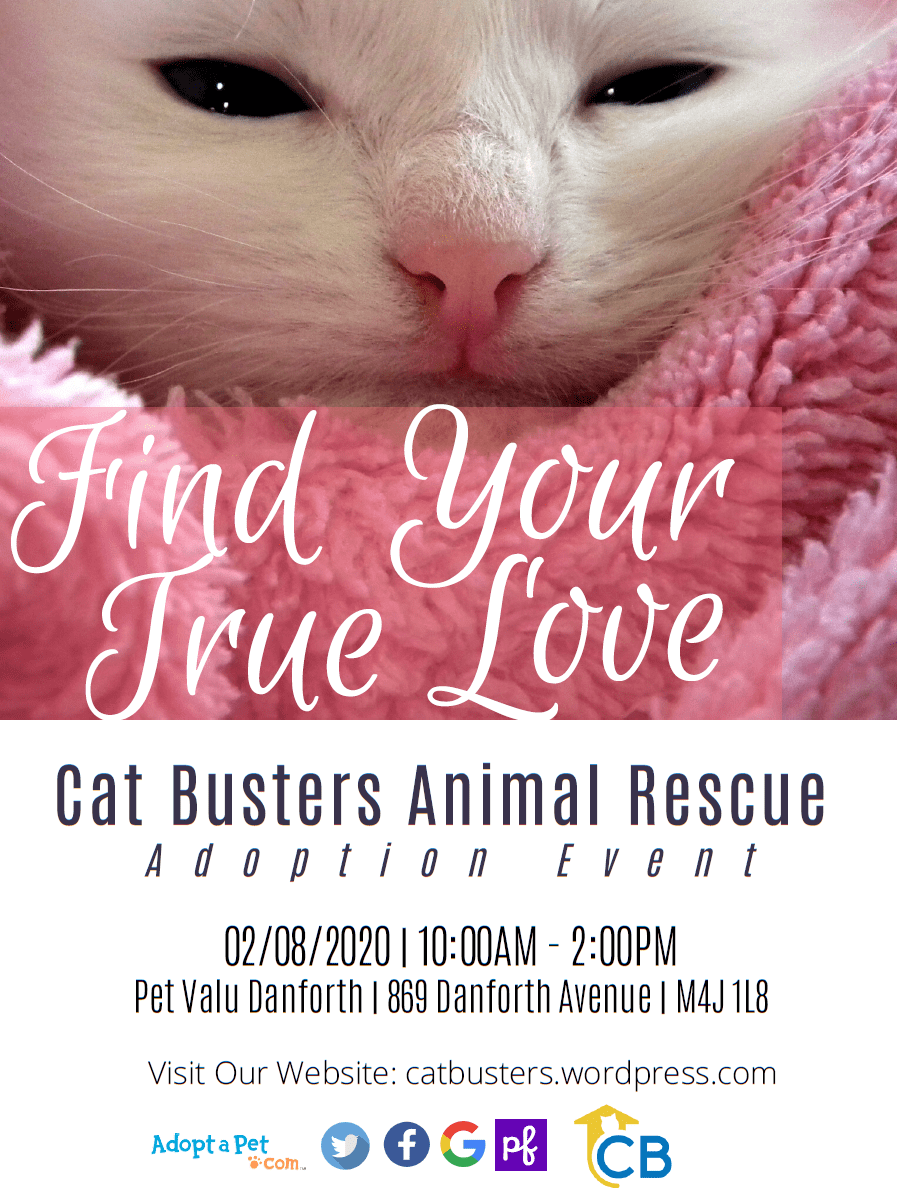  Adopt  Your Purrfect  Valentine Cat Busters Animal Rescue 